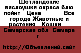 Шотландские вислоушки окраса блю пойнт › Цена ­ 4 000 - Все города Животные и растения » Кошки   . Самарская обл.,Самара г.